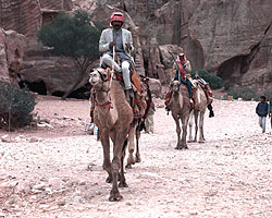 Camels in Petra
