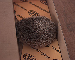 Spike rests before release